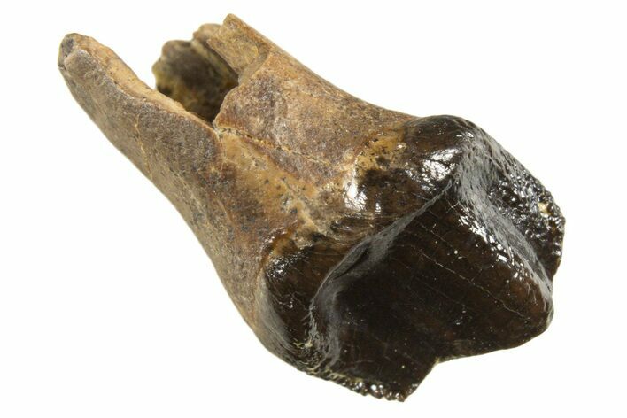 Rare, Fossil Dinosaur (Leptoceratops) Rooted Tooth - Montana #338988
